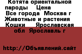 Котята ориентальной пароды  › Цена ­ 12 000 - Все города, Москва г. Животные и растения » Кошки   . Ярославская обл.,Ярославль г.